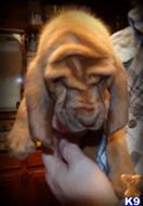 bloodhound puppy posted by central ky hounds